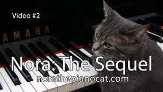 Nora The Piano Cat: The Sequel - Better than the original!