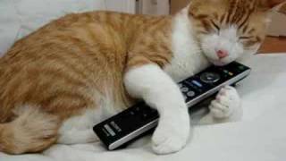 リモコンを抱いて寝る猫　cat sleeping with remote control