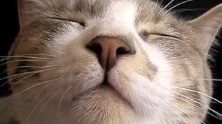 ネコのほわほわ感を堪能する動画 - Soft Cat -