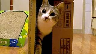 箱×ネコ - Cat Box -