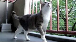 しっぽで語るネコ - Cat's Tail -