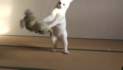 必見 Amazing Judo cat 面白猫動画 柔道をする白猫w  Funny Cat video in Japan