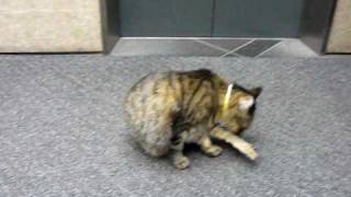 【elevator　cat】猫がエレベーターで移動!!（会社ネコ・ミミちゃん）