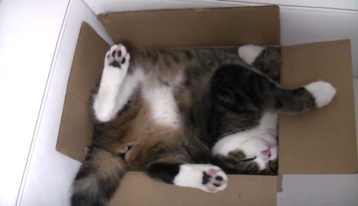 箱の中で寛ぐねこ。-Maru is relaxed in a box.-