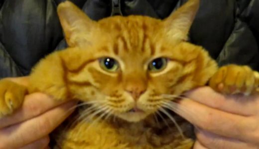 ほっぺたを伸ばしたら凄い顔になる猫のまあ　面白動画 The cheek of a cat.
