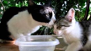 仔猫、水飲みたいのにママ猫が・・・。