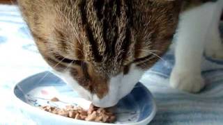 キャットフードを食べるネコ cat- eating meal.