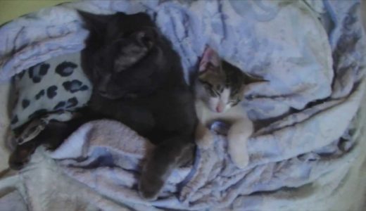 抱き合って寝る猫たち「ねこどら♯2」
