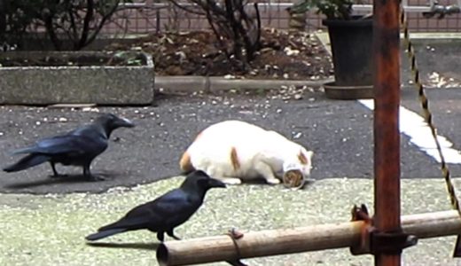 ねこvsカラス (cat vs crows)
