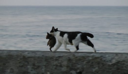 海辺を歩くネコの親子 Seaside kitten and mother cat (HD)