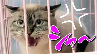 【Jean 028】トラウマ猫ジャンくん野良から家猫へ、３ヶ月のシャーの遍歴 #元野良猫 #保護猫 #里親 #トラウマ猫 #japanese cats #凶暴な保護猫が人になれる