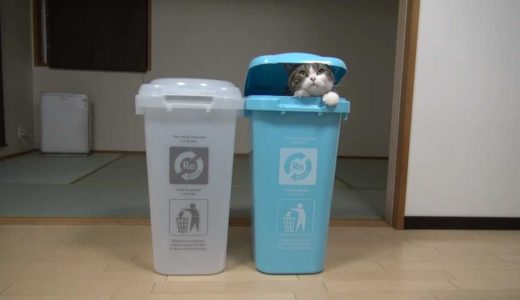 ゴミ箱とねこ２。-Trash box and Maru 2.-