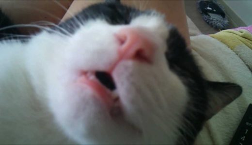 遊び疲れた猫は口を開けて夢を見る- cat fetch –