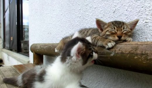 【猫動画】かまって欲しい猫とかまって欲しくない猫 Funny & Cute cats. I ignore cats.