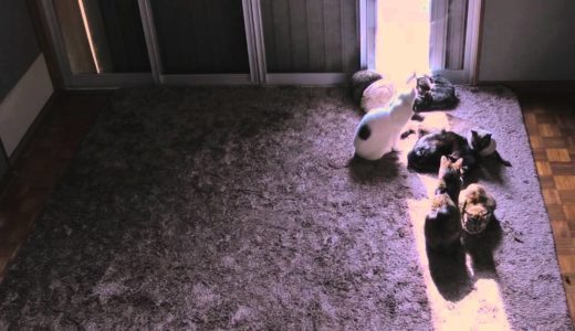 Time-Lapse　Sun-cats ひまわり猫窓