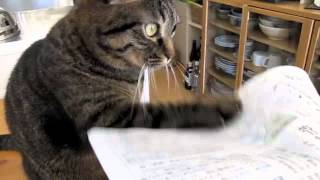 紙をバシバシ叩く猫