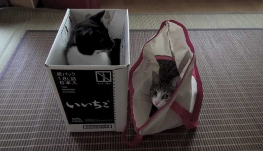 箱ネコ vs 袋ネコ - Box Cat vs Bag Cat -