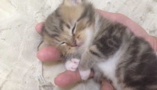 可愛すぎる手乗り赤ちゃんネコ　【Baby Cat SO CUTE!!】