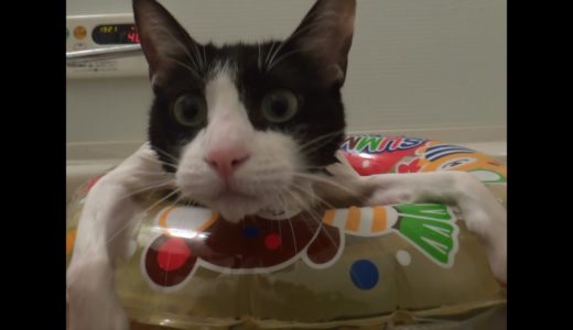お風呂でくつろぐ浮き輪猫 