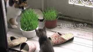 赤ちゃんネコ、初めての猫草