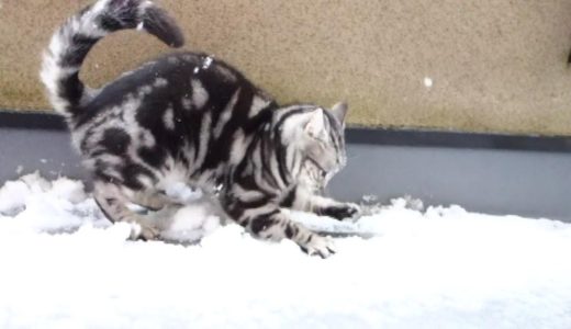 雪遊びするネコ4