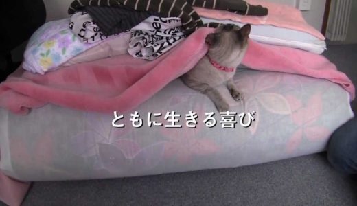 『犬と猫と人間と2　動物たちの大震災』劇場用予告篇