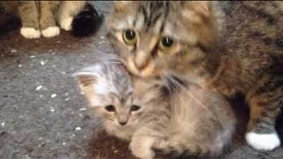 赤ちゃんを守る母猫 Mother cat guarding the baby cat