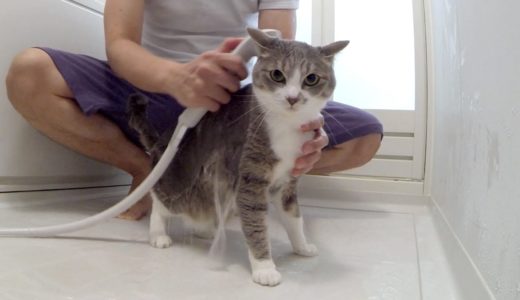 猫っ風呂 – Cat Shampoo –
