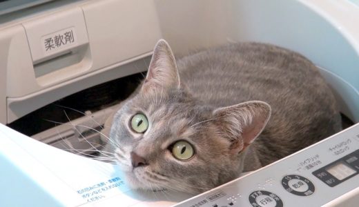 洗濯機ネコ – Laundry Cat –