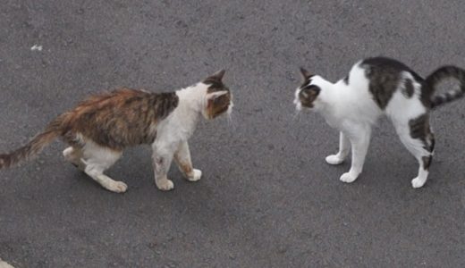 ドキュメント『猫が友達になる瞬間』