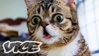 【映画予告】ブサカワ猫 リル・バブ - Lil Bub & Friendz Official Trailer