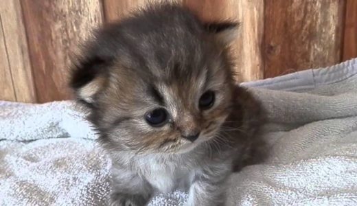 猫　かわいい　ペルシャ猫の赤ちゃん
