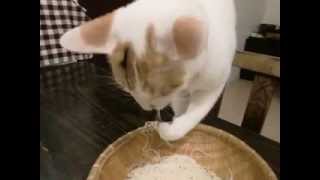 kitty eating noodles.one by one. ねこがそうめんを食べる