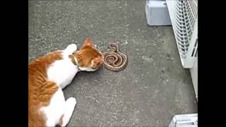 Cats vs snake compilation  猫 パンチで蛇と対決　まとめ