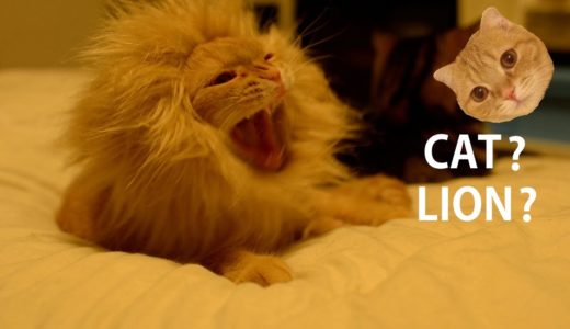 ライオンに変身する猫 Transform oneself from Cat to Lion