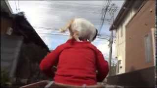 ネコ ねこ 肩乗り  ドライブ 猫 の 1日 ショートムービー  Cat and Jump on shoulder