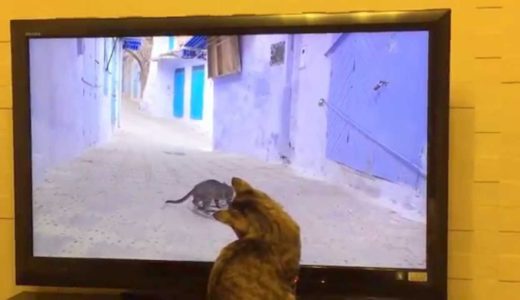 TVに夢中～「ネコ歩き」を見るネコ～