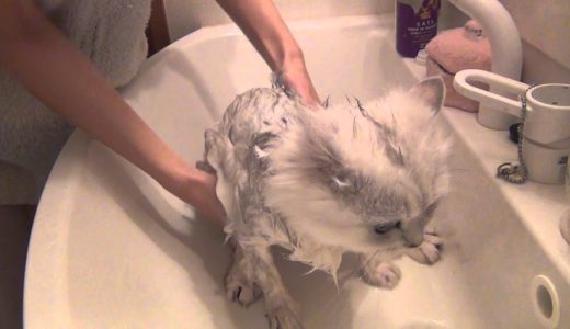 ペルシャ猫クライフ君の入浴の巻