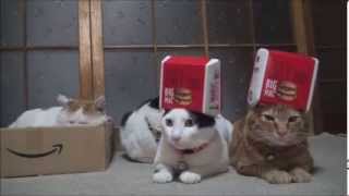 funny Cats 11  猫　おもしろ動画　まとめ　パート11