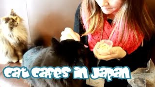CAT CAFES in Japan! 猫カフェに行ってみました♥