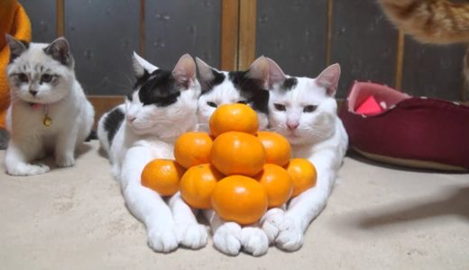 のせ猫 x みかんピラミッド　Mandarin orange pyramid