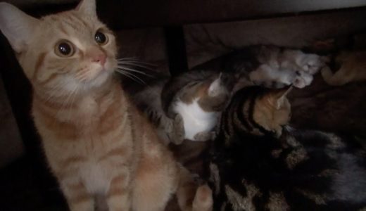 ９匹の猫にこたつを占領された ９Cats occupied the Kotatsu