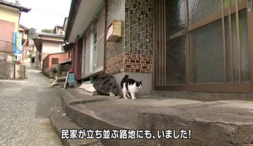 猫の島・湯島　～癒やしのネコツーリズム～  Cat Island Yushima.  -Healing Cat Tourism-