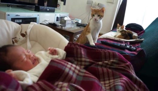 赤ちゃんが気になる猫 curious cats meet a baby for the first time