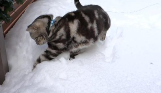 雪遊びするネコ５