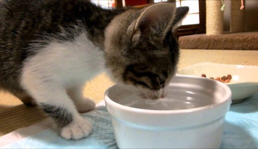 子ネコの初々しい水飲み姿　Kitten that drinks water