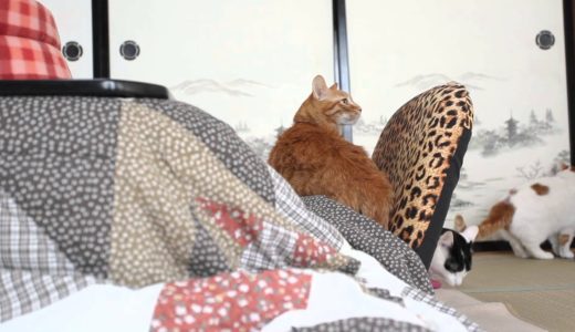 かご猫 x こたつ猫　Cat and kotatsu　2014#4