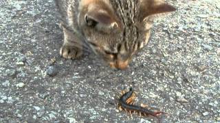 【いなか猫２６７】驚愕、ムカデを食べるスゴイ猫(cat which eats a centipede)japanese funny cat