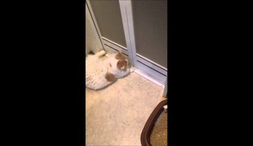 前転してドアを開けるネコ Part2