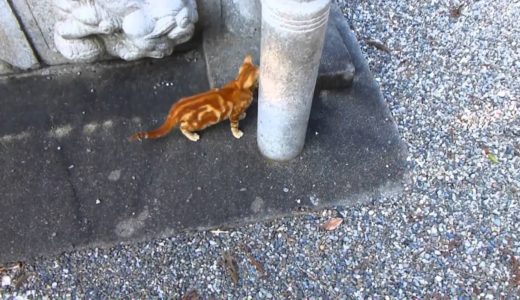 Cat Shrine ねこ神社 =^・ｪ・^=